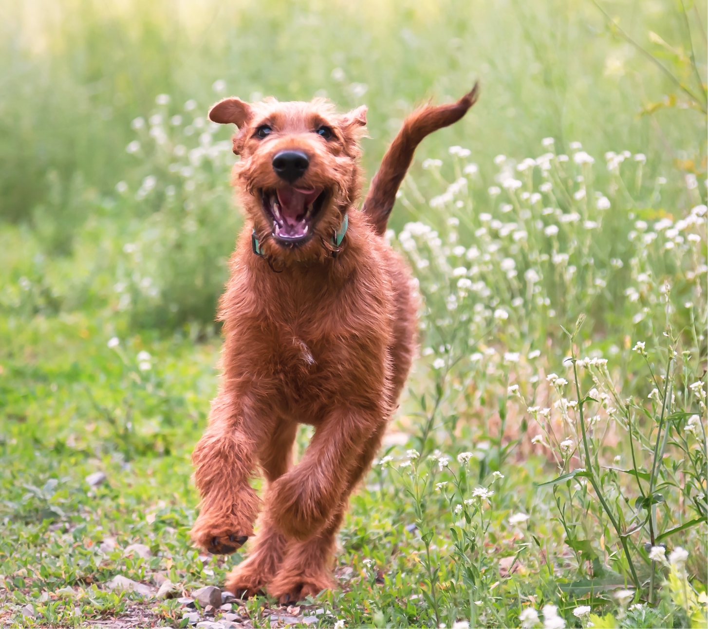 dog